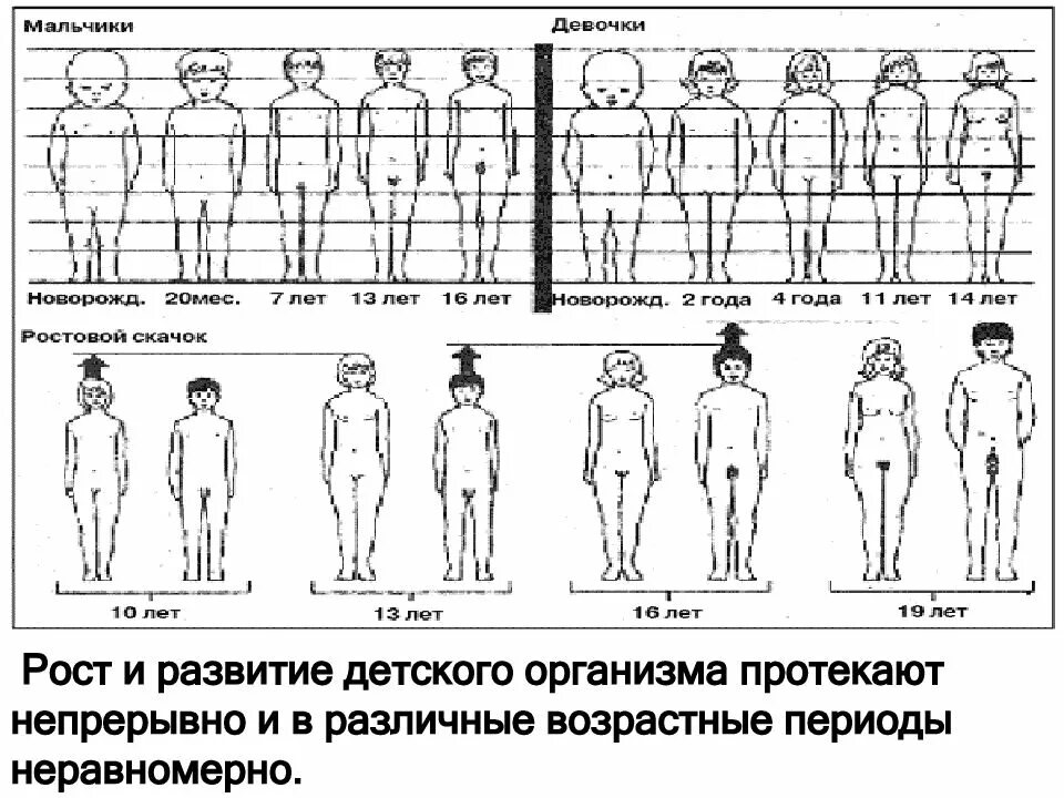 До скольки растет мужской половой. Развитие мальчика. Развитие тела девочки. Рост подростка. Периоды роста человека.