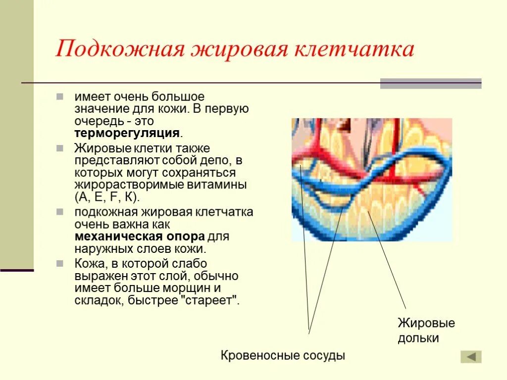 Клетчатка строение и функции. Функции подкожной жировой клетчатки. Жировая клетчатка строение и функции. Подкожно жировая клетчатка строение и функции. Функции подкожной жировой клетчатки кожи человека.