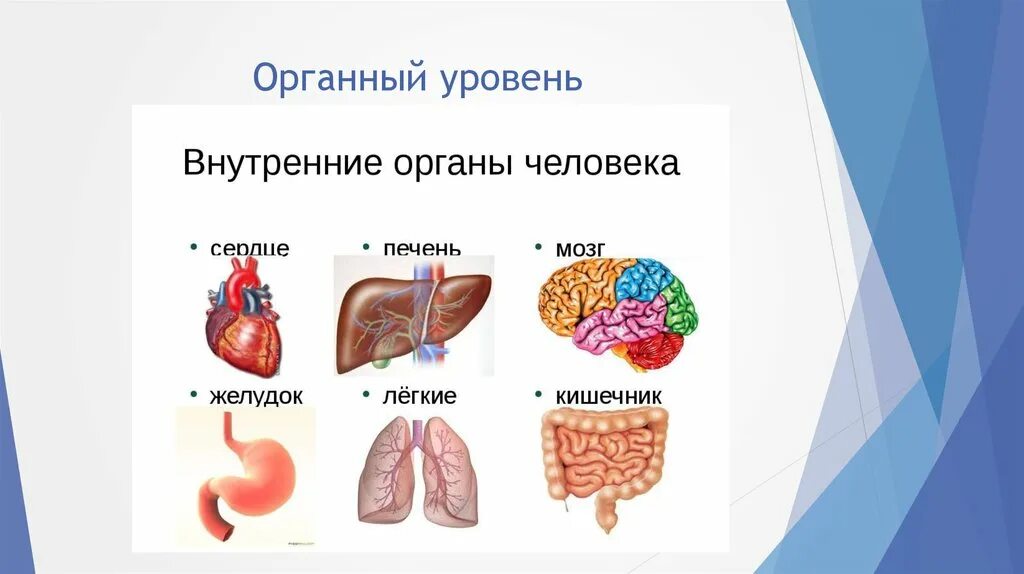 Уровни организации живого органный