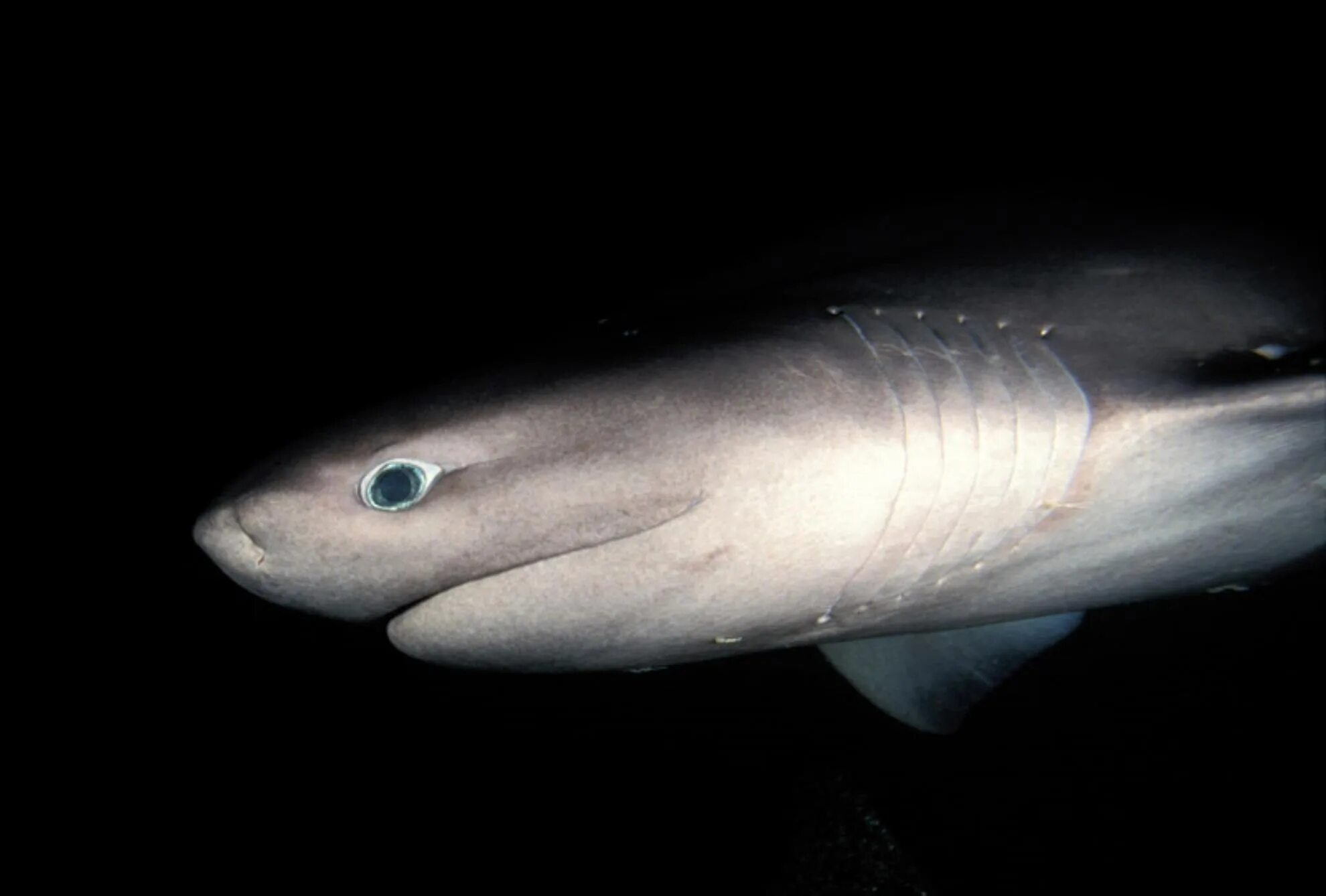 Глубоководная акула. Hexanchus griseus. Гигантская Шестижаберная акула. 6 Жаберная акула. Глубоководная Шестижаберная акула.