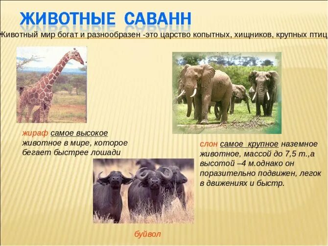 Презентация на тему саванна. Зебра окружающий мир. Интересные факты о саванне. Животные саванны названия. Жители саванны животные.