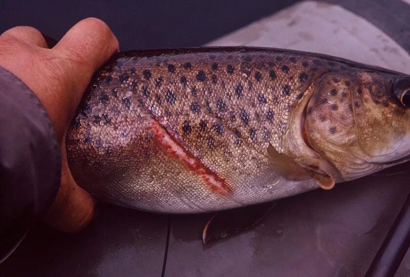 как спят рыбы. рыба не живая. что если приснилась рыба. чавыча oncorhynchus tshawytscha. спас рыбу во сне.