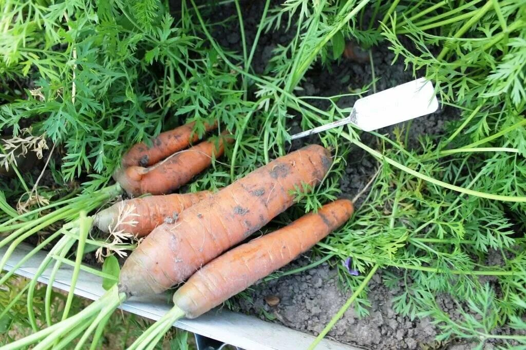 Масса выращенной моркови в 3 раза. Волосатая морковь. Корявая морковь. Рогатая морковь. Нет моркови.