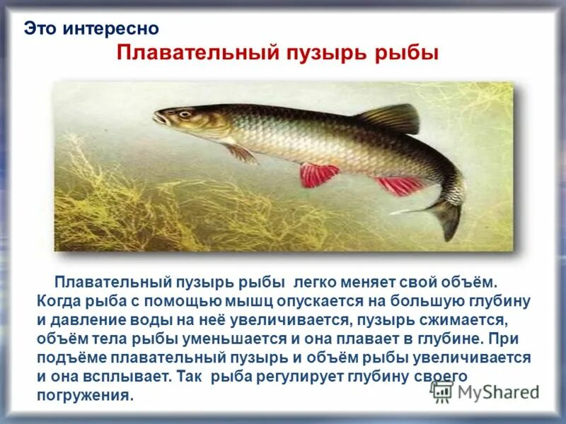 Пузырь рыбы функции. Плавательный пузырь у рыб. рыбы обладающие плавательным пузырем. плавательный пузырь у рыб выполняет функции. плавательный пузырь у рыб функции и строение.