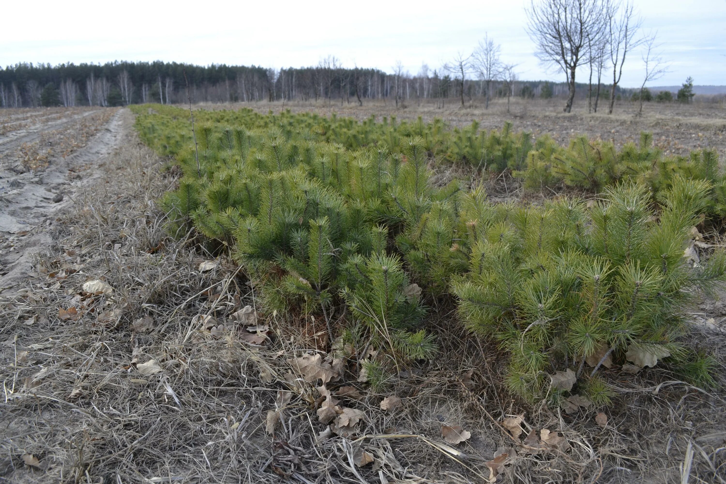 Ель Сибирская сеянец. Саженец сосны (Pinus Sylvestris). Сосна Горная сеянец. Сеянцы кедровой сосны лесовосстановление. Посев хвойных пород