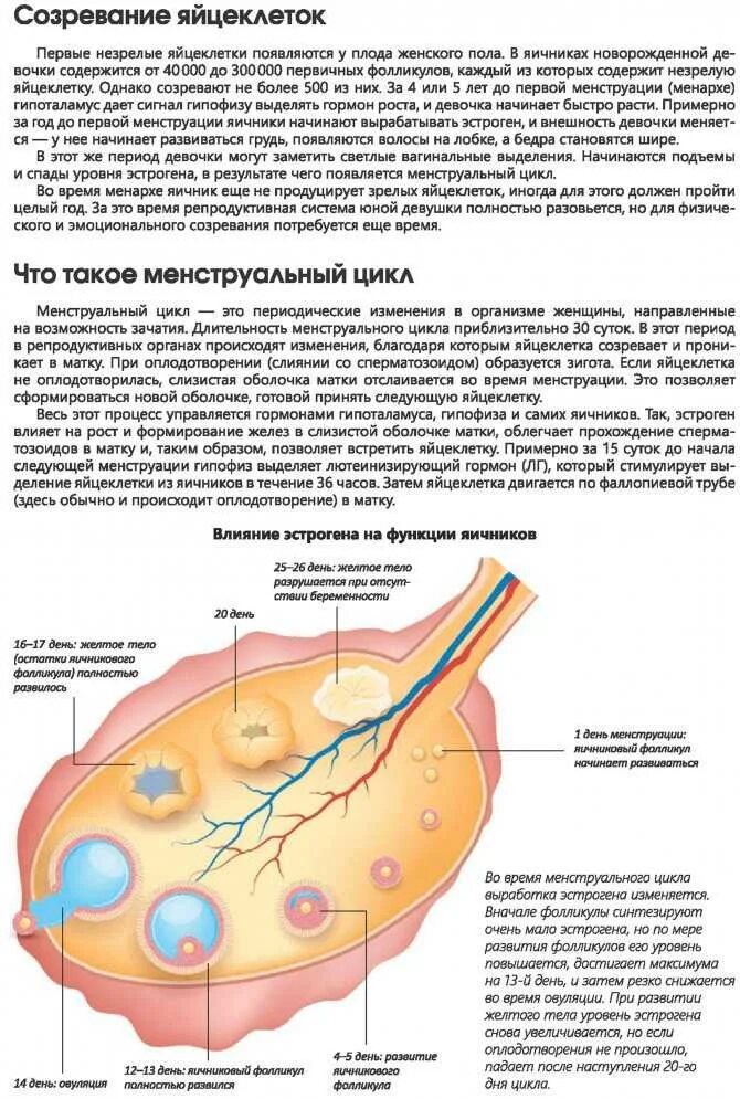 Что такое овуляция кратко. Период созревания яйцеклетки. Овуляция созревание яйцеклетки. Созревание яйцеклетки в яичнике. Схема созревания яйцеклетки.