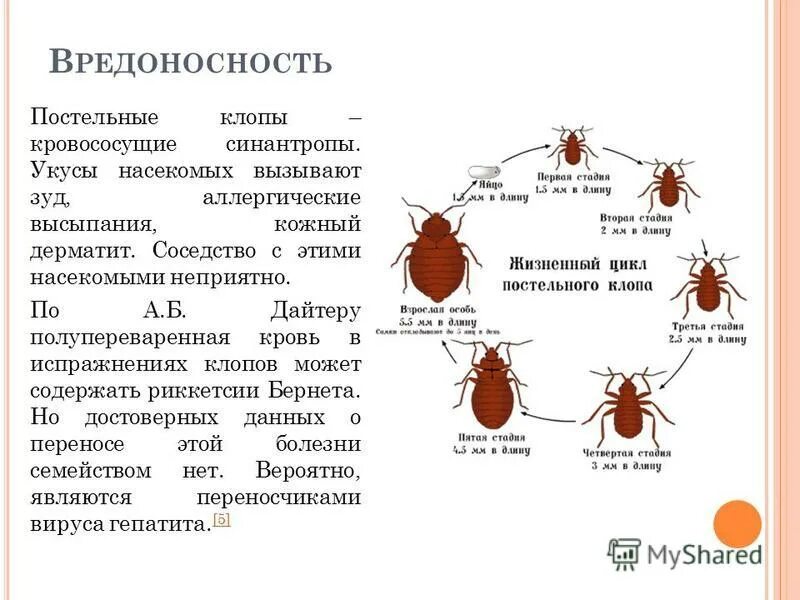 Как выглядят укусы постельных клещей и клопов. Какие размером укусы клопов. Как выглядит место после укуса клопа. Чем обработать укусы в домашних условиях