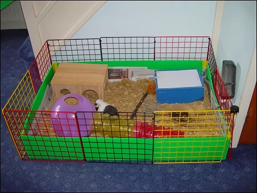 особенности ухода за морскими свинками. кормление морских свинок таблица. температура тела морской свинки в норме. вольер для морской свинки ь. домашняя морская свинка в клетке.