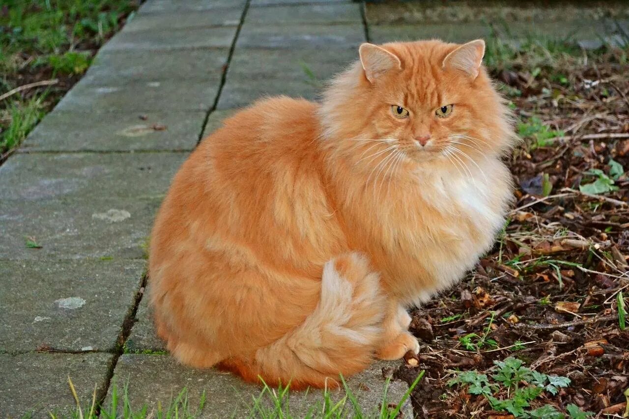 Кличка для пушистого кота