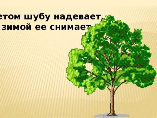 Летом шубу надевает а зимой. Летом шубу надевает отгадка.