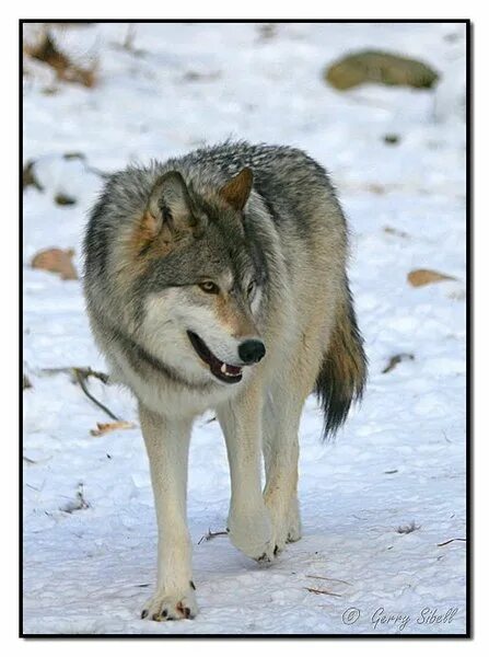 Wyoming ranchers will shoot on sight if Colorado wolves stray into state Fox New