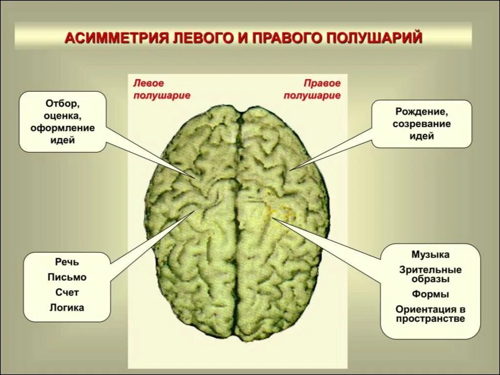 Функциональная асимметрия больших полушарий головного мозга. Асимметрия больших полушарий функции. Функциональная асимметрия полушарий. Левое полушарие головного мозга. Различие полушарий мозга