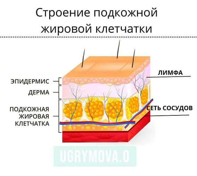 Гиподерма это подкожная жировая клетчатка. Гиподерма строение. Подкожно-жировая клетчатка (гиподерма). Подкожно жировая клетчатка гистология.