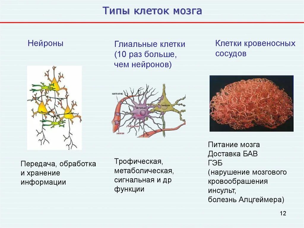 Нейроны мозга строение. Клетки головного мозга классификация. Строение клетки головного мозга. Строение нейрона глиальные клетки. Клетки мозга виды