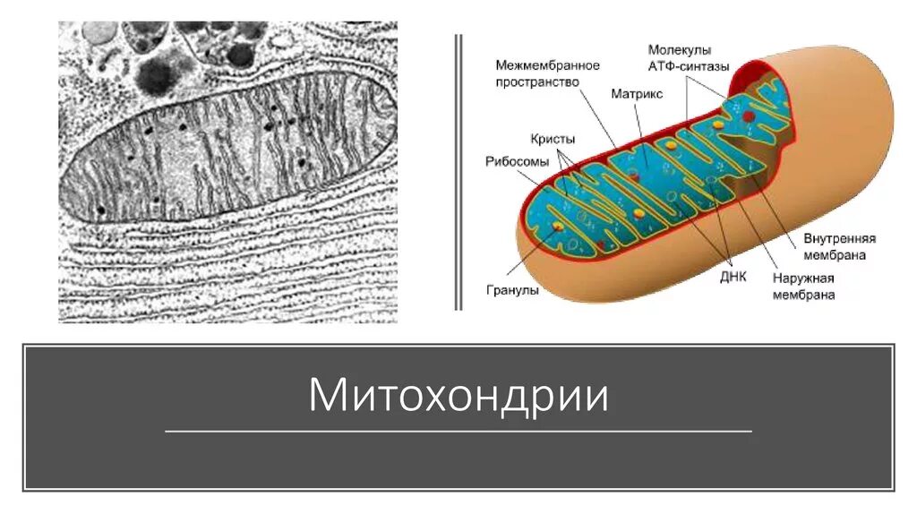 Строение митохондрии егэ. Митохондрии гистология препарат. митохондрии электронная микроскопия. внутреннее строение митохондрии.