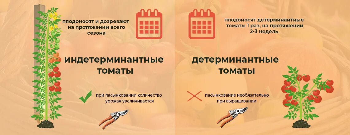 Растения индетерминантного типа. Детерминантные томаты. Томат детерминантный и индетерминантный. Томаты индетерминантные и детерминантные разница. Что значит индетерминантный сорт томатов и детерминантный