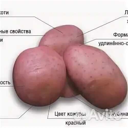 Все о сортах картофеля. Сорт картофеля фламинго. сорт картошки инноватор.