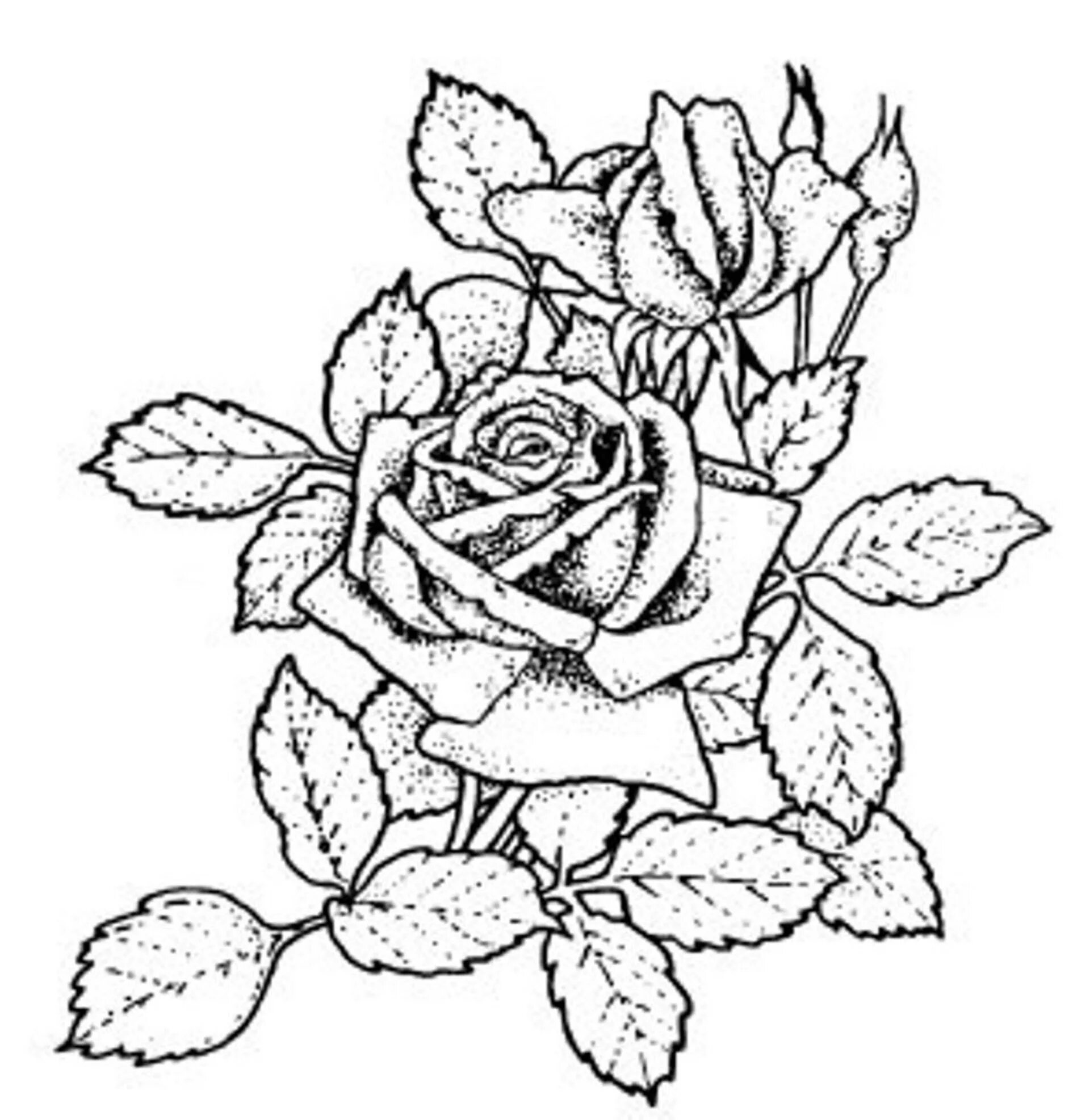 трафареты цветов для вышивки гладью. рисунок для выжигания цветы. эскизы цветов для выжигания. цветы эскиз для вышивки. роза рисунок.