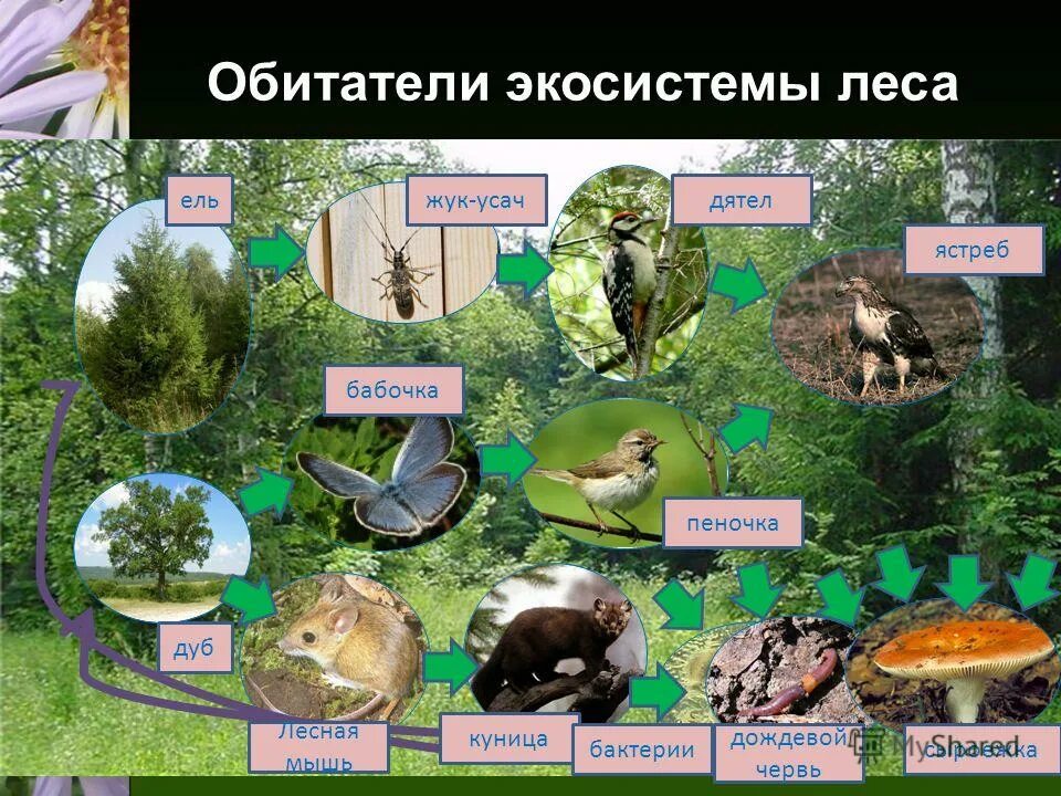 Природное сообщество лес обитатели. Организмы составляющие сообщество лес. Природное сообщество лес. Экосистема лес. Структура биоценоза ярусность.