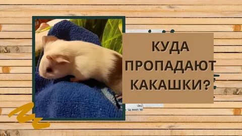 Куда какашка
