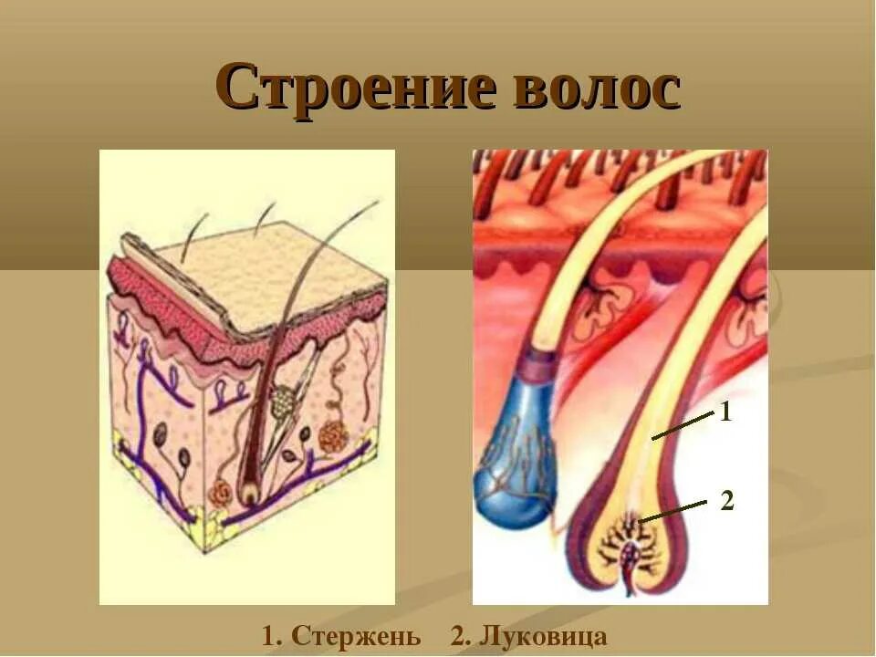 Строение волоса. Строение волосяного фолликула человека. Строение волоса и волосяного фолликула. Строение луковицы волоса.