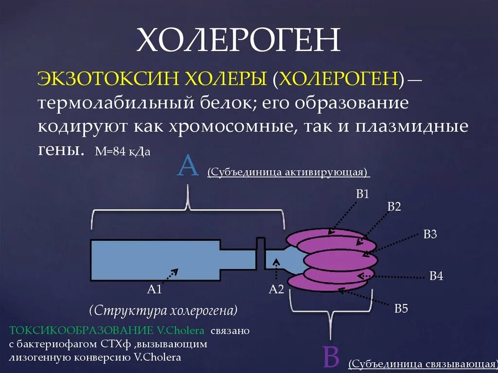 Механизмы действия токсинов холерного вибриона. Холера токсины. Холера токсин. Механизм действия токсинов холеры. Холерный экзотоксин.