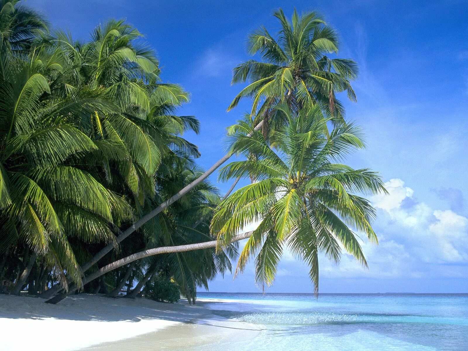 Парадиз остров Карибского моря. Пляж с пальмами. Тропический остров. Пейзаж с пальмами.