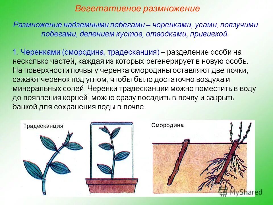 Вегетативное размножение растений комнатных растений. Вегетативное размножение малины. Смененное размножение. Вегетативное размножение черенками. Способы бесполого размножения вегетативное размножение.