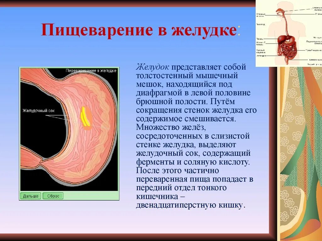 Слизистая желудка выделяет. Желудок представляет собой. Пищеварительная система желудок.