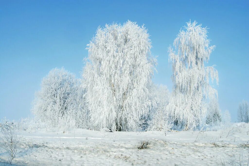 Зимняя березка. Береза зимой. Береза в снегу. Береза зима. Снежная береза.