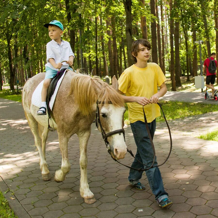 Лошадка в парке