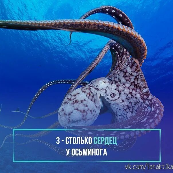 Ответ осьминог. Сердце осьминога. сколькосердц у осьминогов?. у осьминога три сердца. сколько сердец у осьминога.