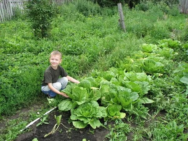 Пекинская капуста на грядке. Пекинская капуста в тени или на солнце. Капуста пекинская мисс китая. Пекинская капуста в тени или на солнце. Капуста пекинская дюймовочка.