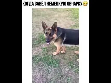 Заводить немецкую овчарку