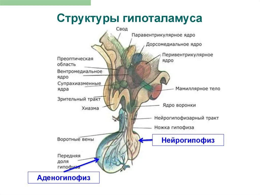 Гормоны переднего отдела гипоталамуса. Структура гипоталамо-гипофизарной системы. Передние ядра гипоталамуса функции. Промежуточный мозг задняя гипоталамическая область. Гормон центральной нервной системы