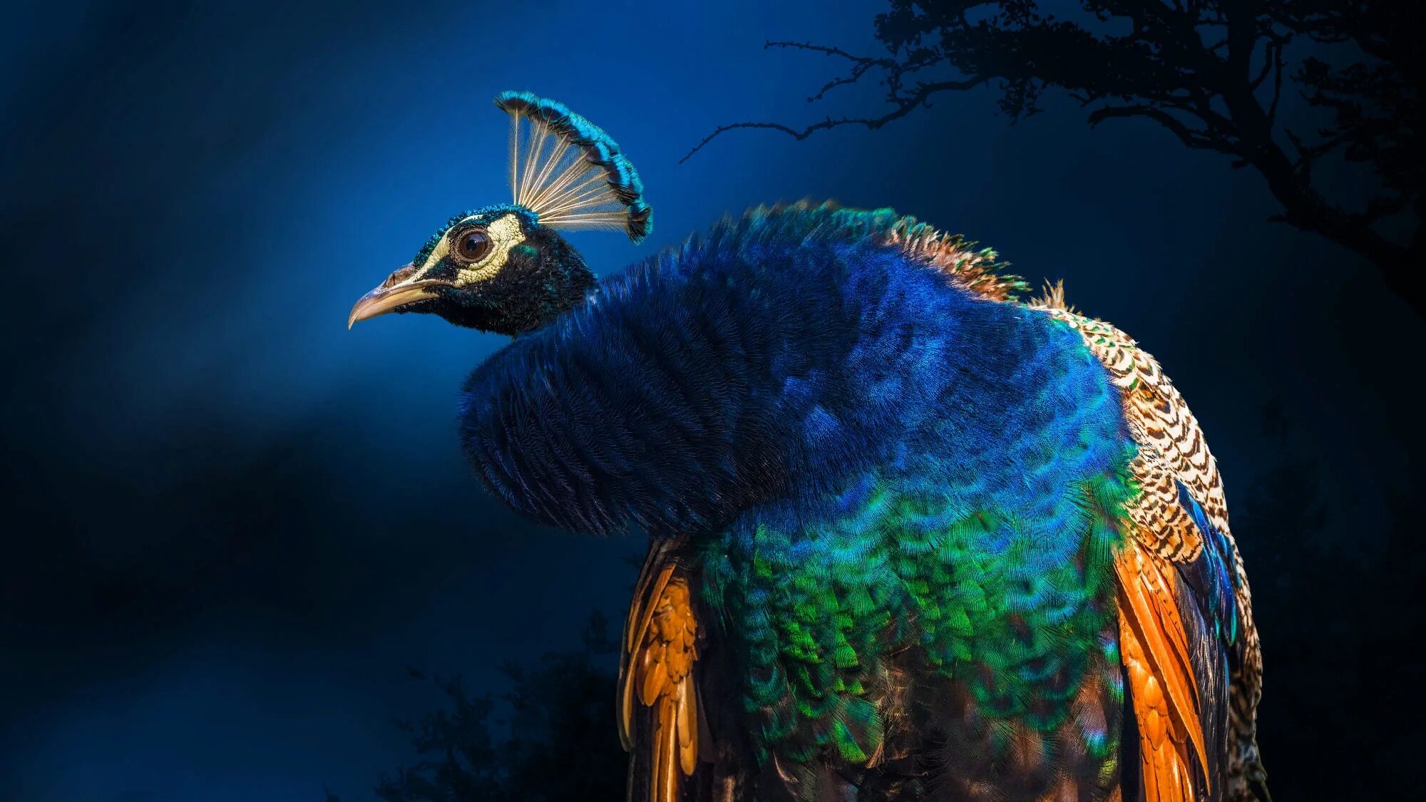 Бирманский зеленый павлин. Сказочный павлин. Обыкновенный павлин. Павлин арлекин. Павлин обои.