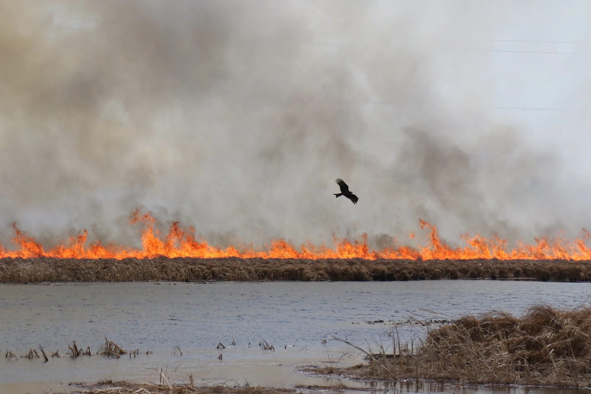 В атмосфере снова сгораю. Пожар. Пожар сухой травы. Пожар в Алтайском крае. Горит сухая трава.