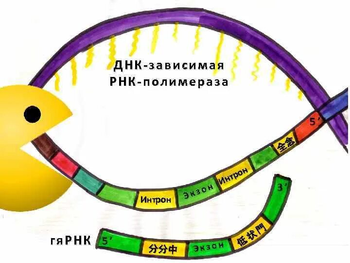 ДНК зависимые РНК полимеразы. ДНК-зависимая РНК-полимераза. ДНК зависимые ДНК полимеразы. РНК зависимая РНК полимераза.