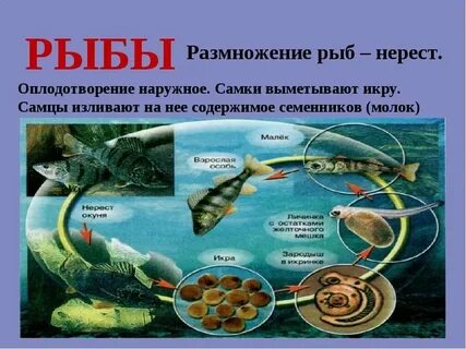 Для рыб характерно оплодотворение