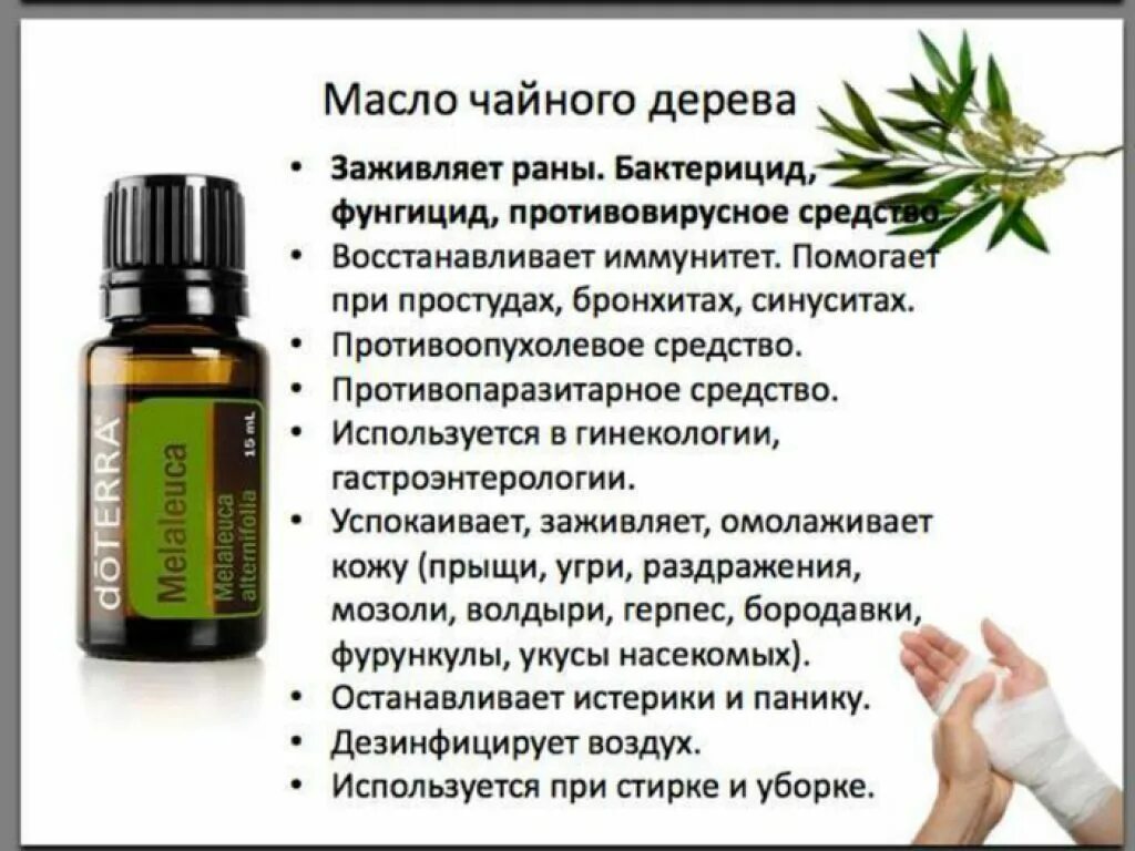 Масло чайного дерева ДОТЕРРА. Эфирное масло чайного дерева Гринвей. DOTERRA чайное дерево. Чайное дерево эфирное масло ДОТЕРРА свойства. Для чего нужно эфирное масло