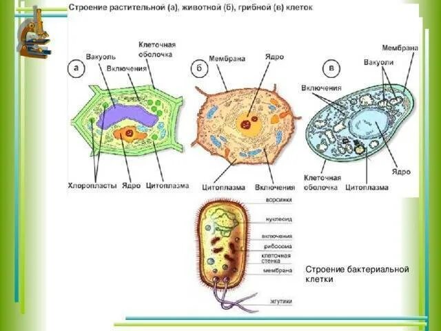 Строение клетки животного растения гриба и бактерии. Строение животной растительной грибной и бактериальной клеток. растительная животная грибная и бактериальная клетки. строение клеток растений животных грибов и бактерий. строение клеток грибов растений и животных.