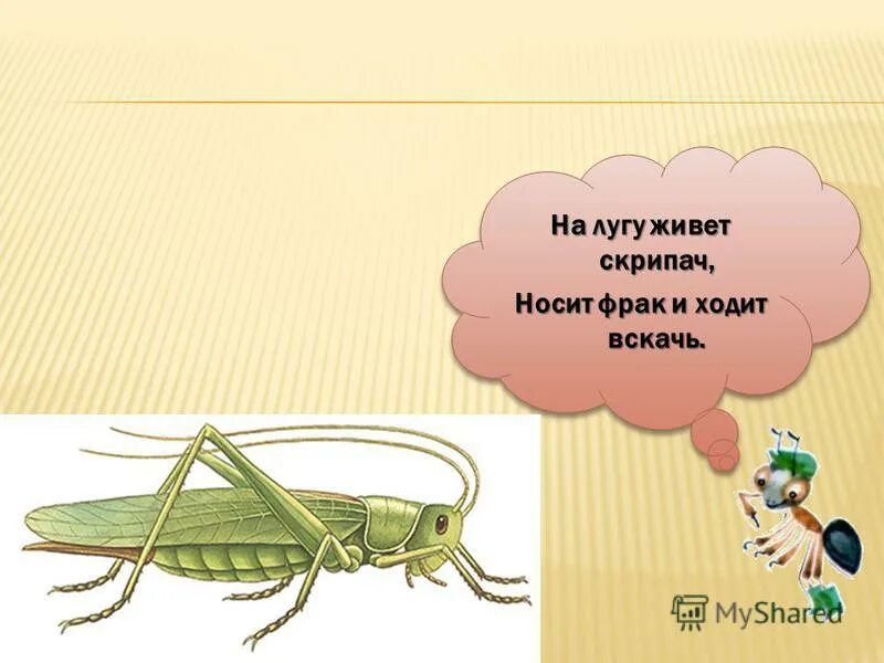 Загадка на лугу живет скрипач. Загадка на лугу живёт скрипач носит фрак и ходит вскачь. На лужке живет скрипач носит фрак. Загадки о луге. На лугу живёт скрипач носит фрак и ходит.