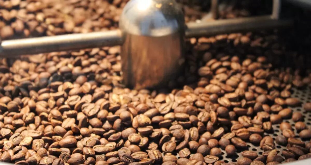 Что такое specialty coffee. Спешиалти кофе. кофе в зернах. спешелти кофе. зерно specialty.