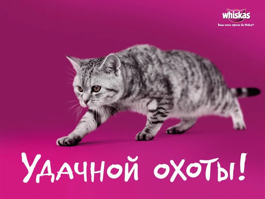 Реклама кошачьего. Кот из рекламы вискас. реклама вискаса. реклама корма вискас. whiskas для котят реклама.