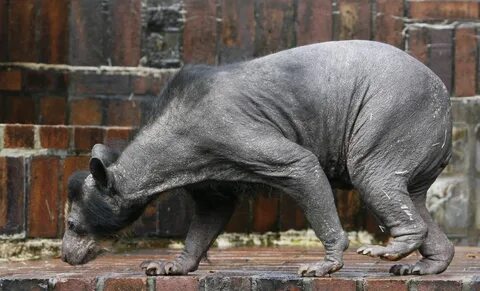 Bear Without Fur, Hairless Animals, Polar Bear Fur, Bear Meme, Creepy Photo...