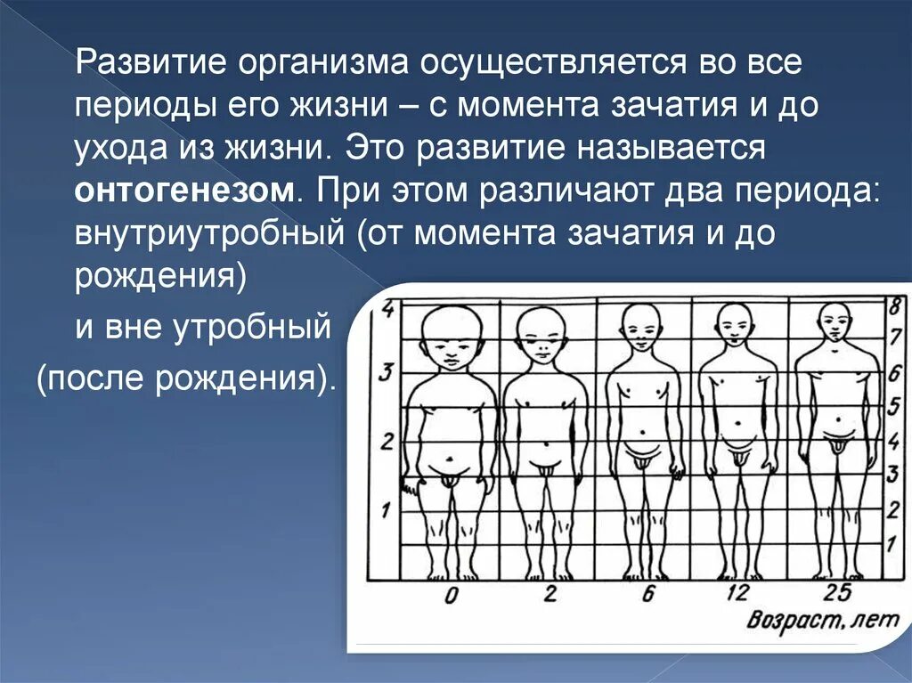 Показатели стадии развития организма. Этапы развития организма человека. Периоды развития организма. Этапы развития тела человека. Периоды развития организма кратко.