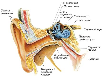 Слуховая косточка упирающаяся в барабанную