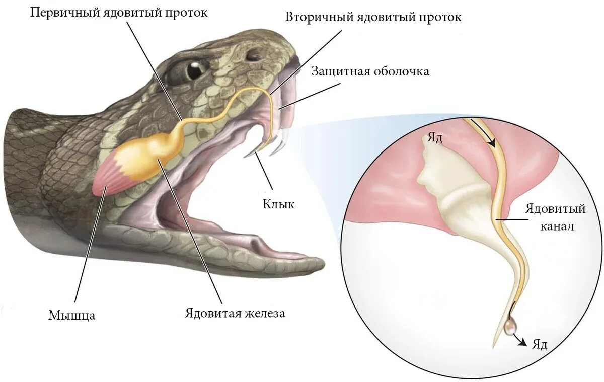 Ядовитые железы змей строение. Строение ядовитого аппарата гадюк. Строение ядовитого аппарата змей.