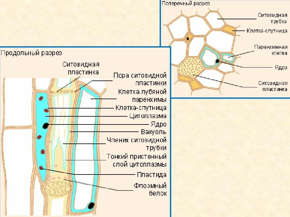 Ситовидные трубки флоэмы. Флоэма строение клетки. Эпидермис, кортикальная ткань,флоэма, Ксилема. Ситовиднпч трубка. Флоэма особенности