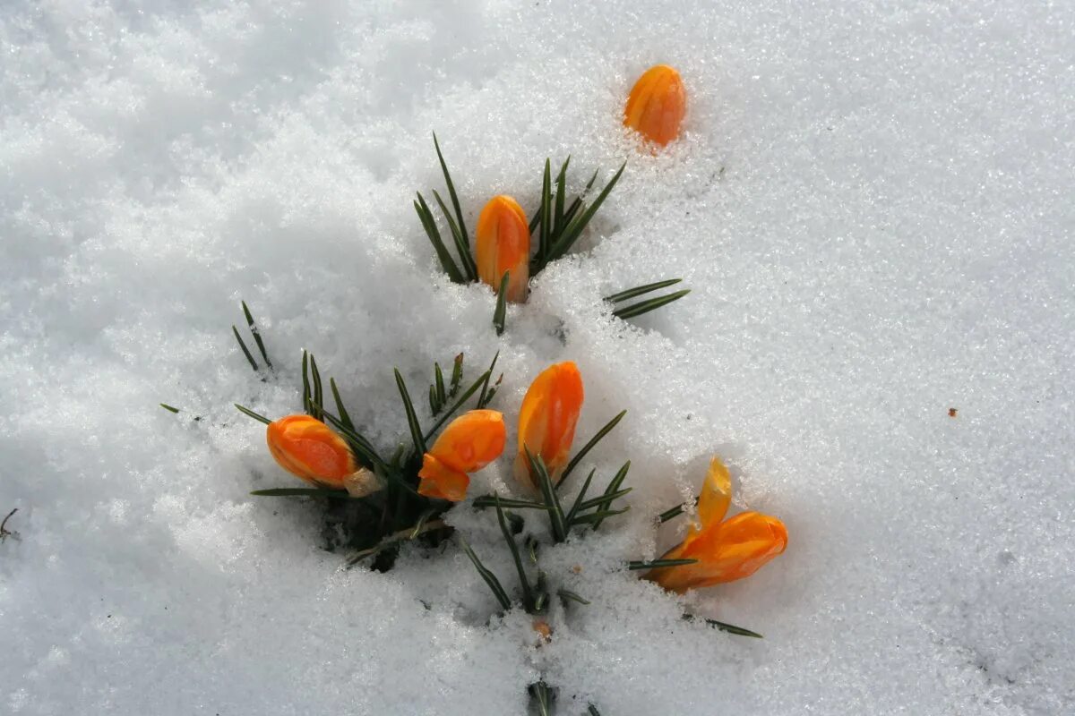 Где в марте снег. Подснежники оранжевые. Цветы в снегу. Цветы из под снега. Цветы под снегом.
